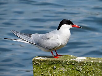 Common tern